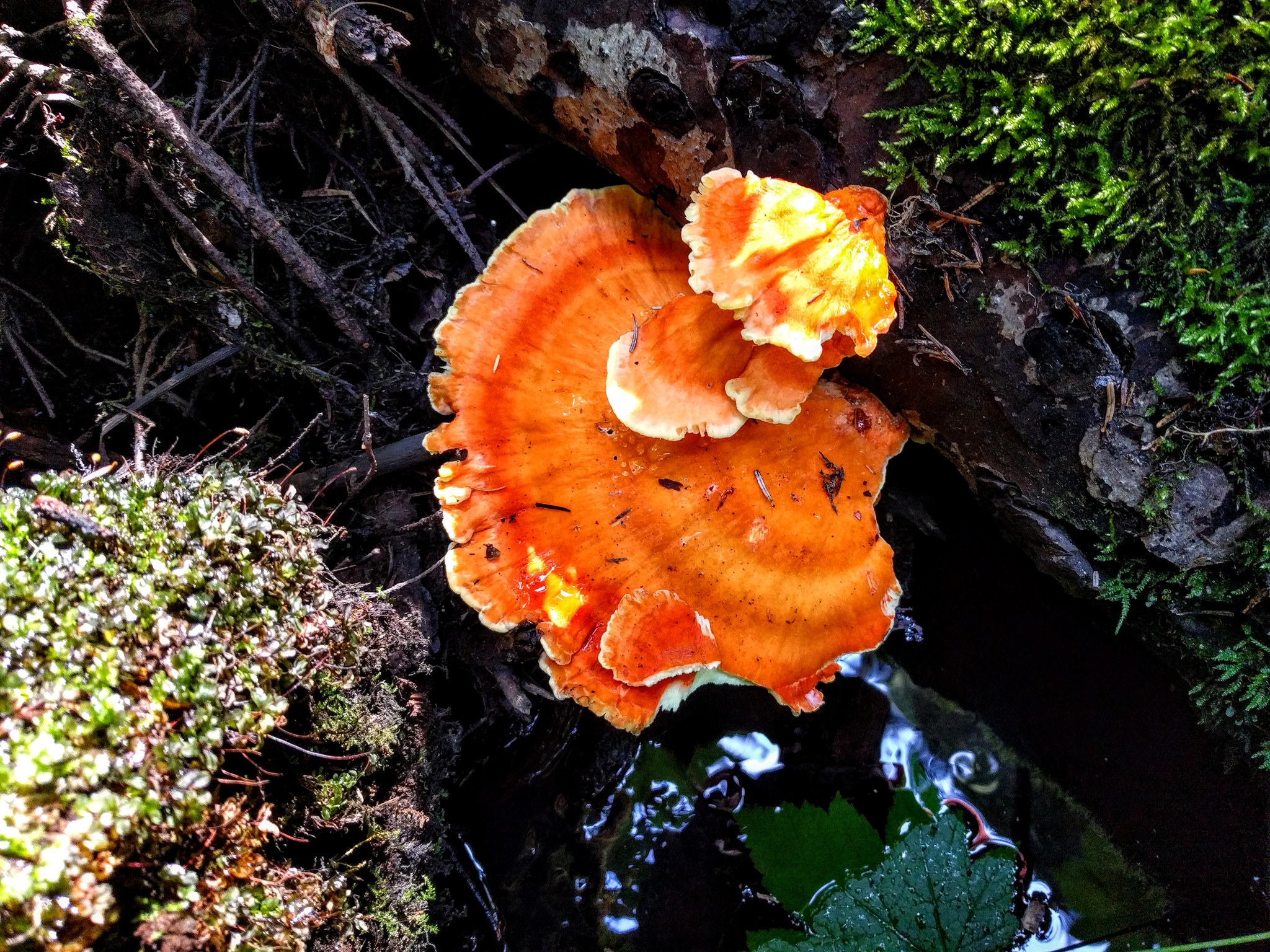 Chicken of the Woods?!!!! o.O