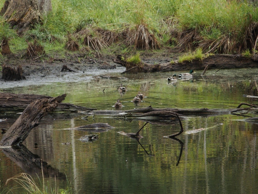a family of Mallards