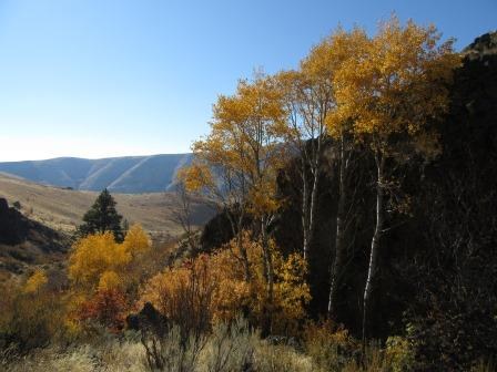 Aspen and dry hills