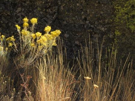 Rabbitbrush and grasses
