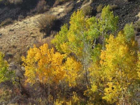 Aspen grove still turning