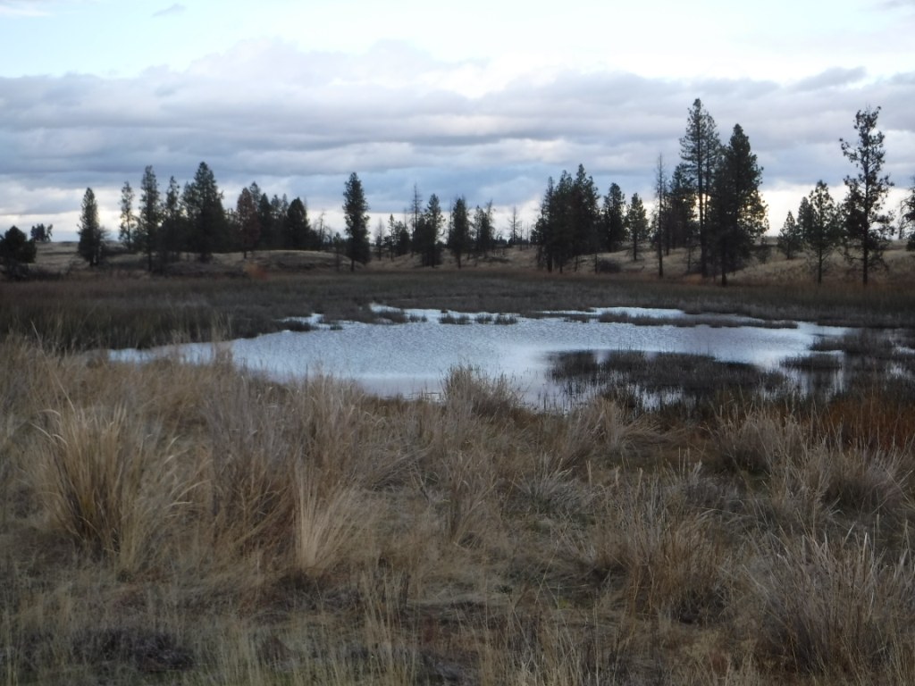 Wetland on the Scroggie Loop.
