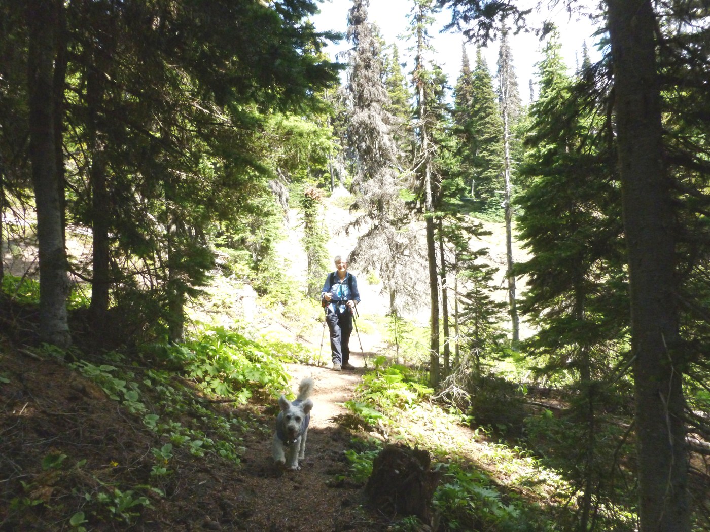 Goat Creek #959 near junction with American Ridge #958