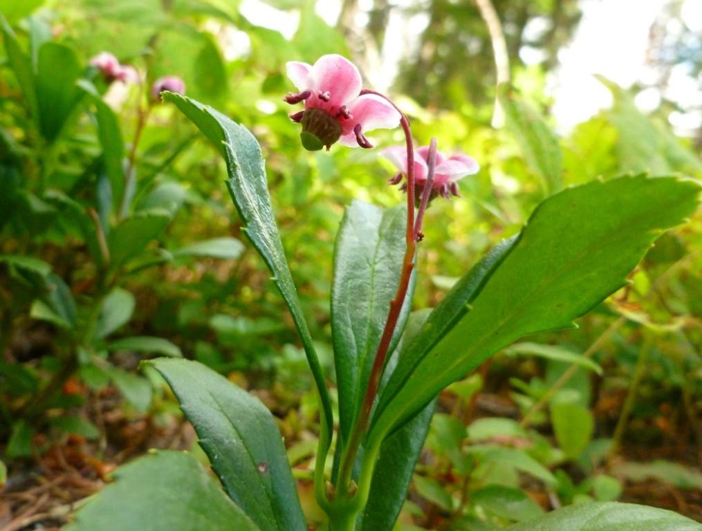See more pictures of flowers in the Flickr link