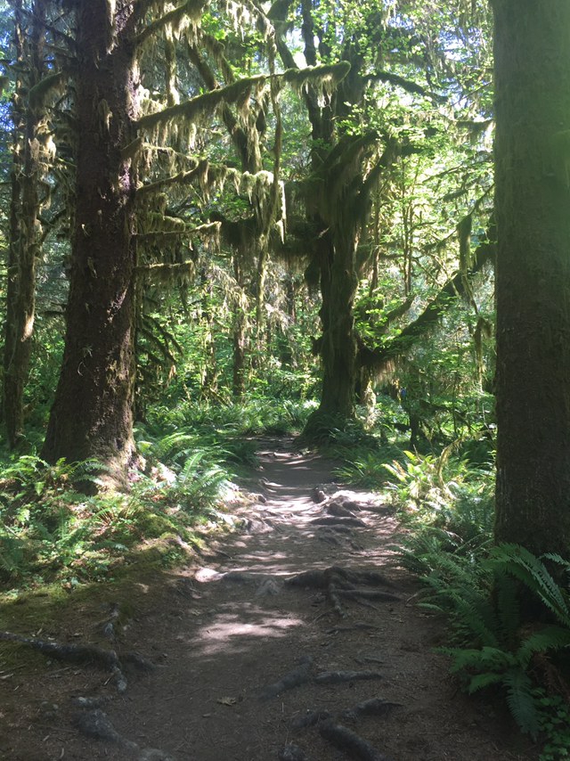 Hoh River Trail to Blue Glacier by southerntransplant