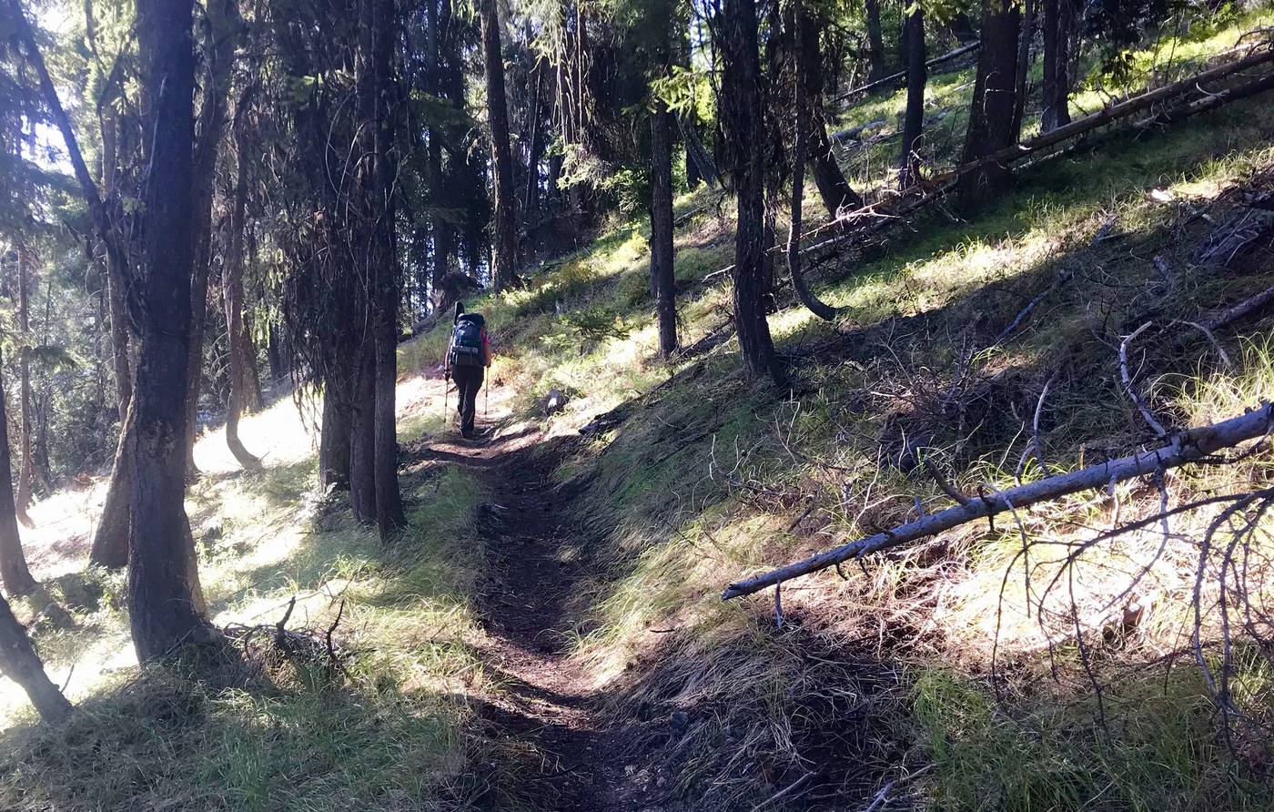 Ponderosa Forest at It's Unrelenting Grade:)