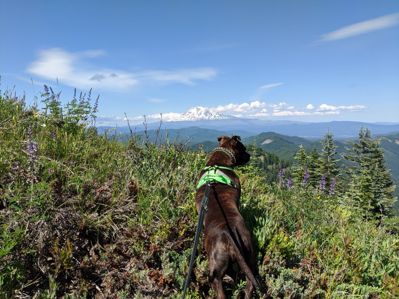 Little Huckleberry Mountain — Washington Trails Association