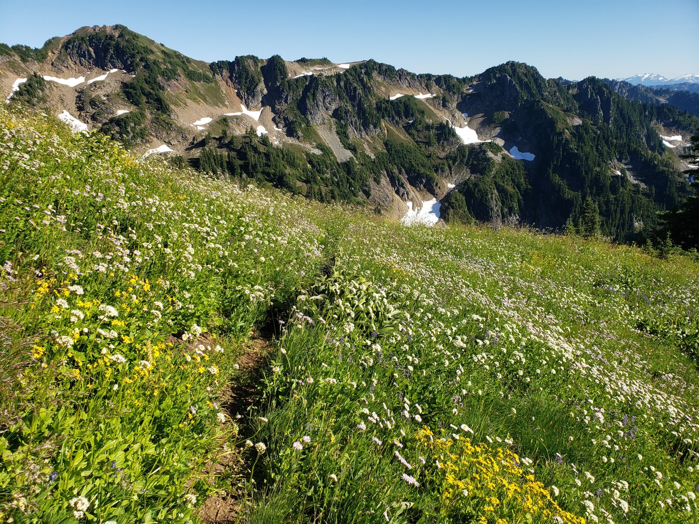 Meadows on the way up Johnson
