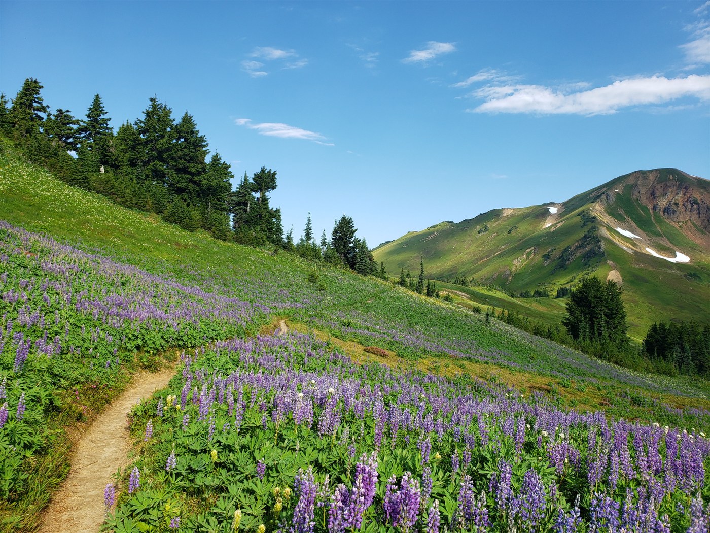 Lupine en route to White Pass