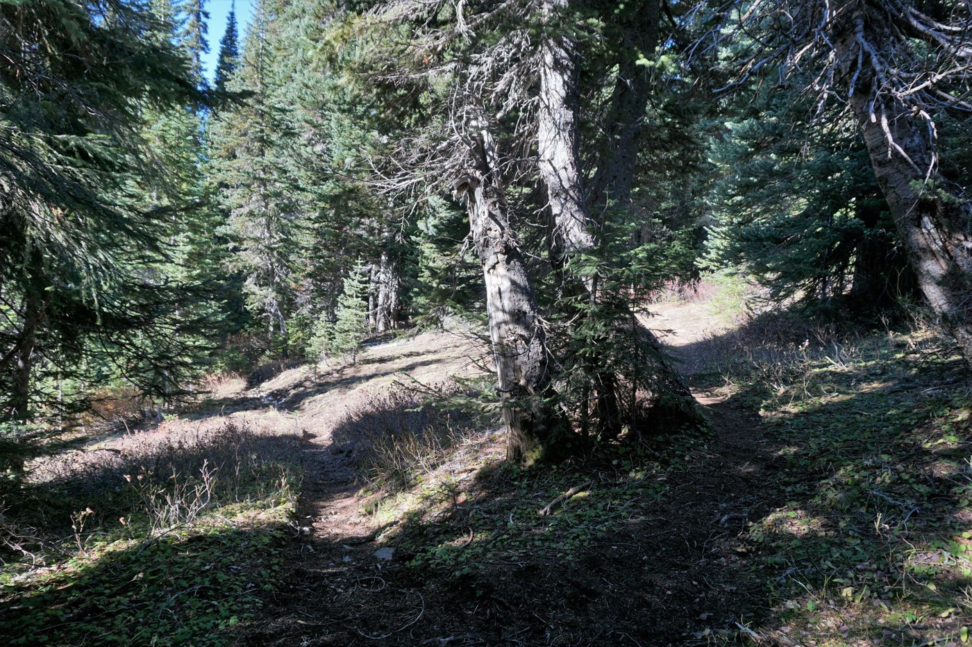 Looking north from the Dewey Lake (410) trail, east lake trail to the right.  It's a sharp Y junction.