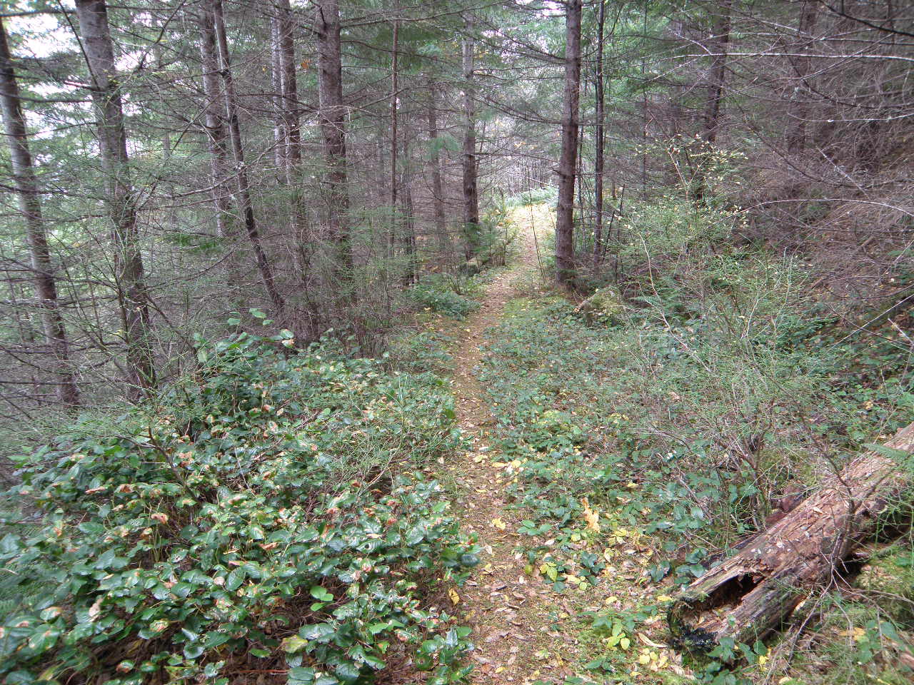 Mount Higgins, Frog Lake — Washington Trails Association