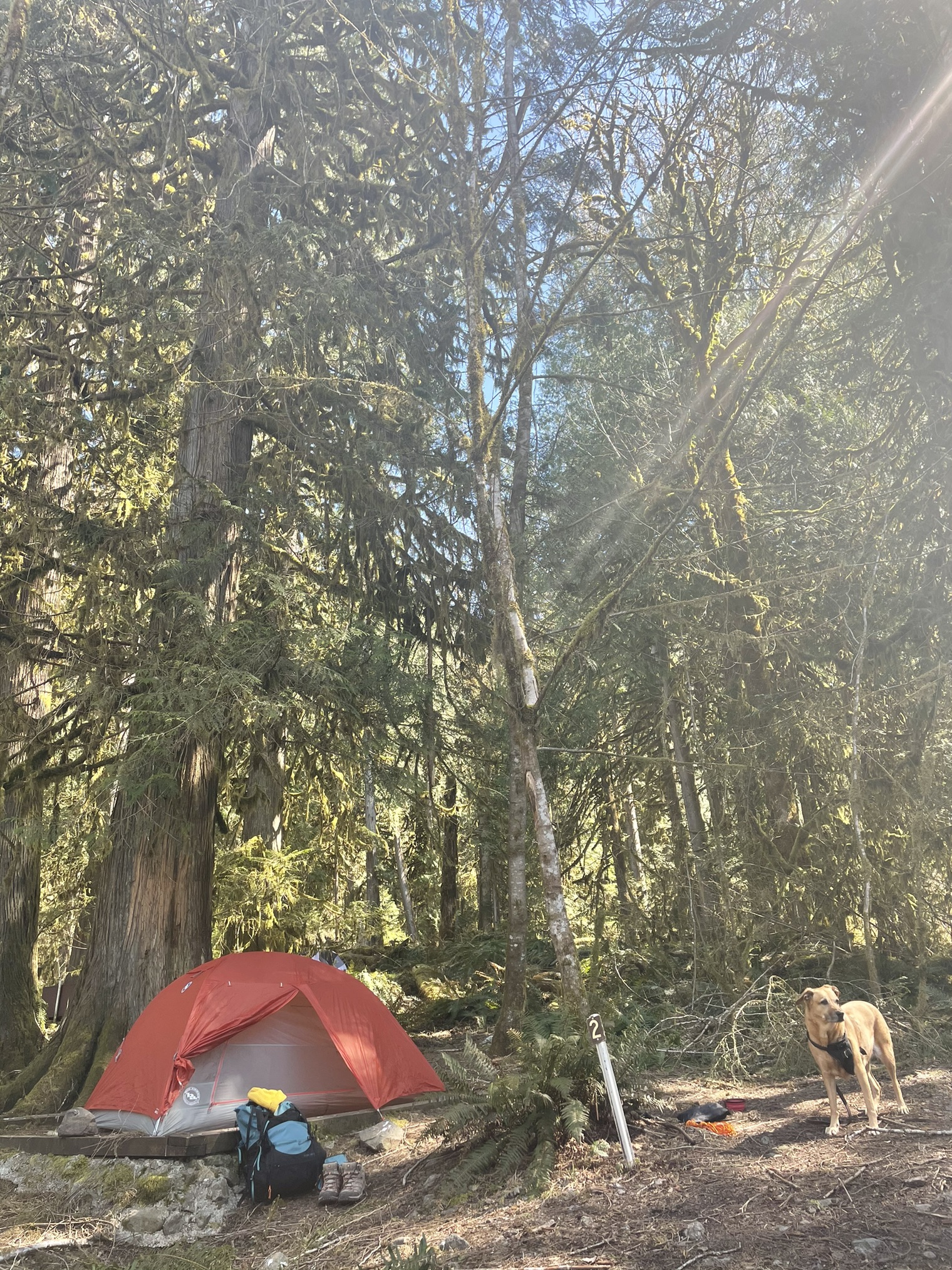Baker Lake Maple Grove — Washington Trails Association