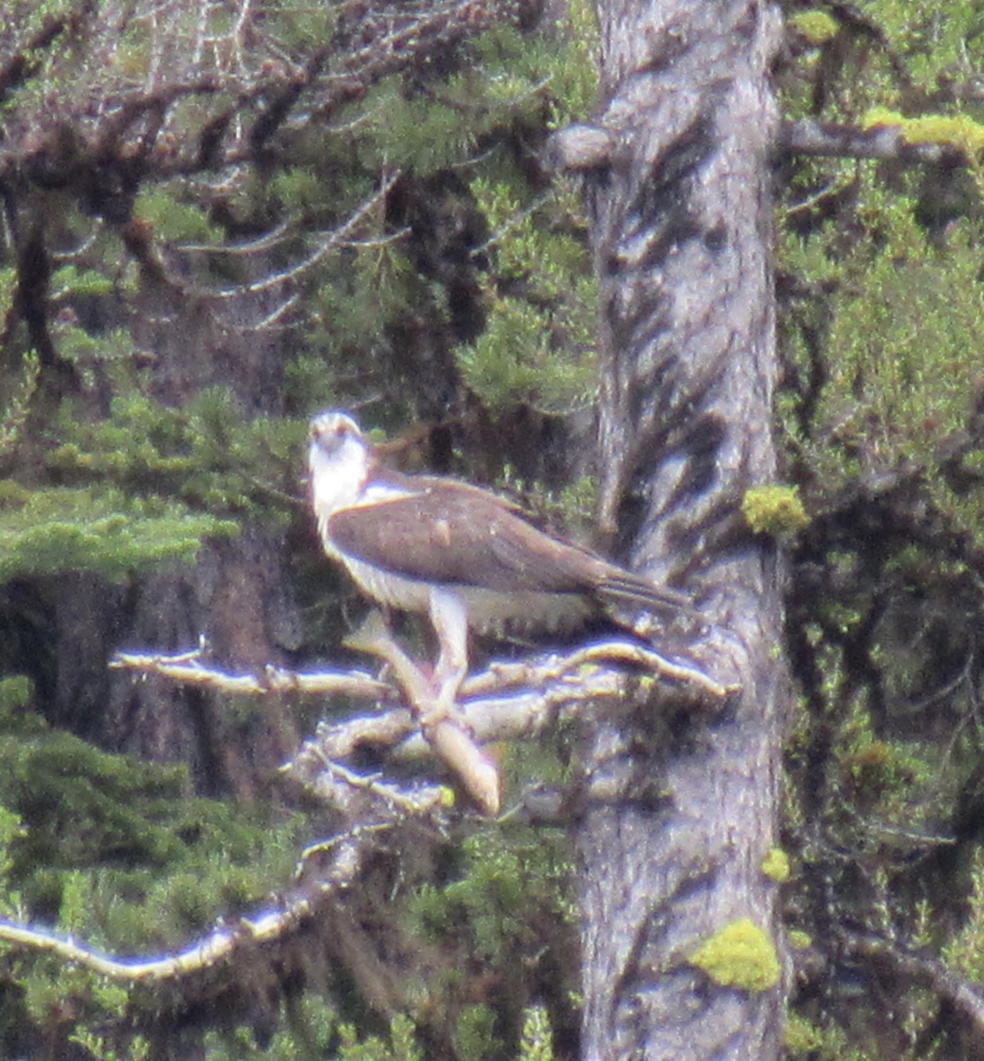 Manastash Ridge Observatory Road, Manastash Lake — Washington Trails