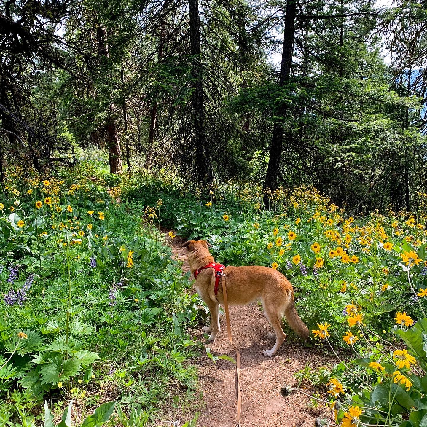 Sauer's Mountain — Washington Trails Association