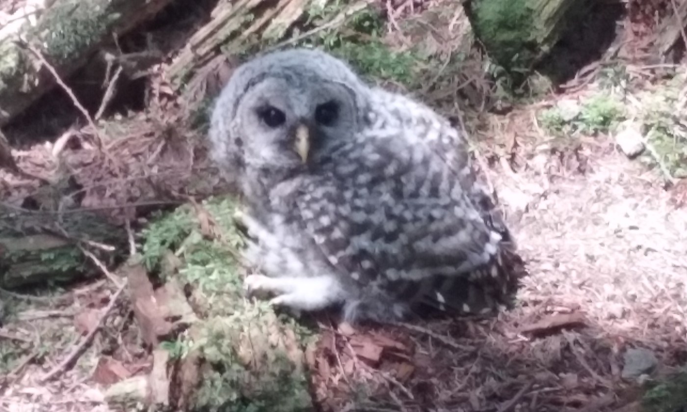 A raptor-in-training on Raptor Ridge!