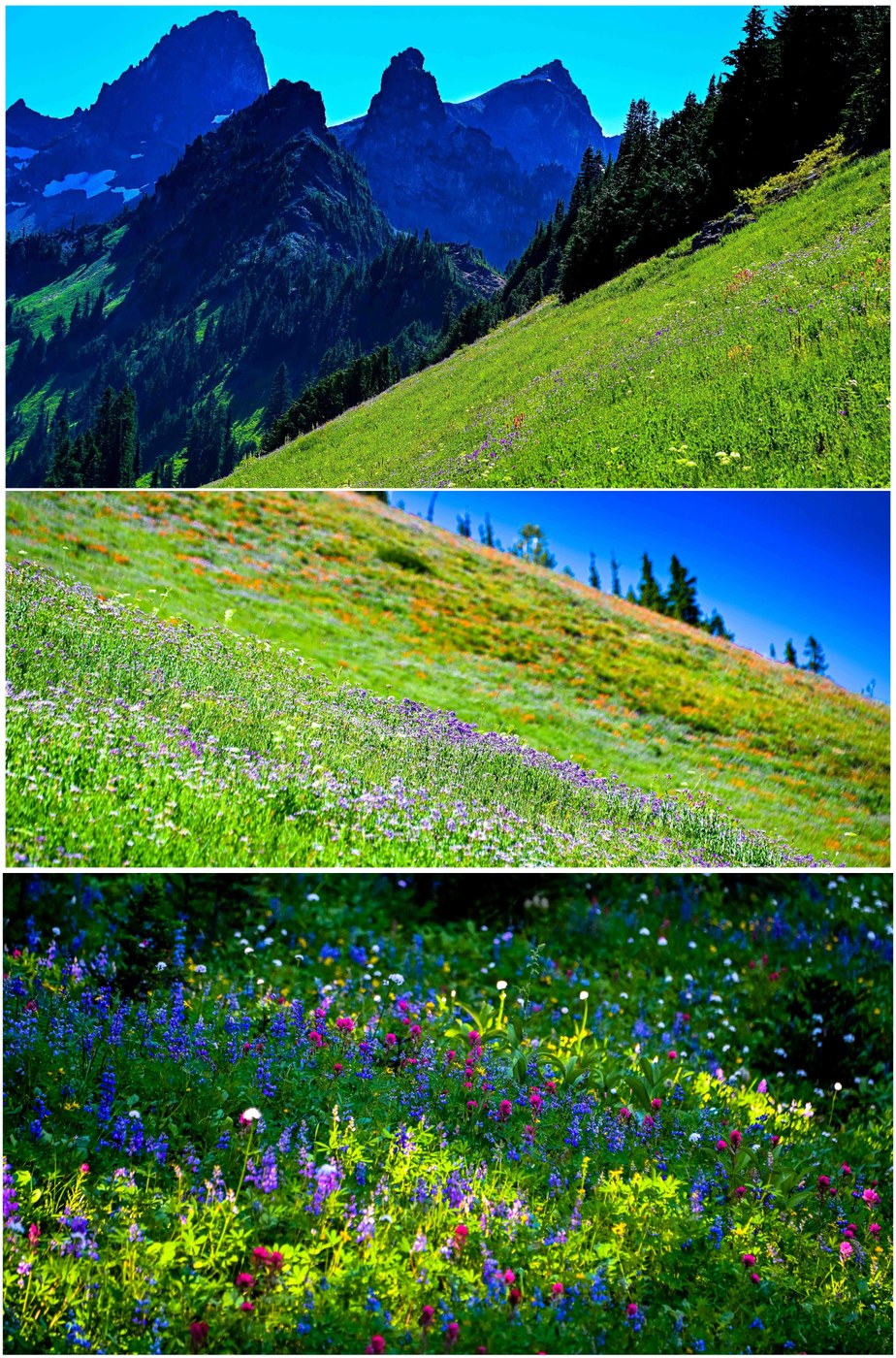 Variety of Flowers depending on elevation