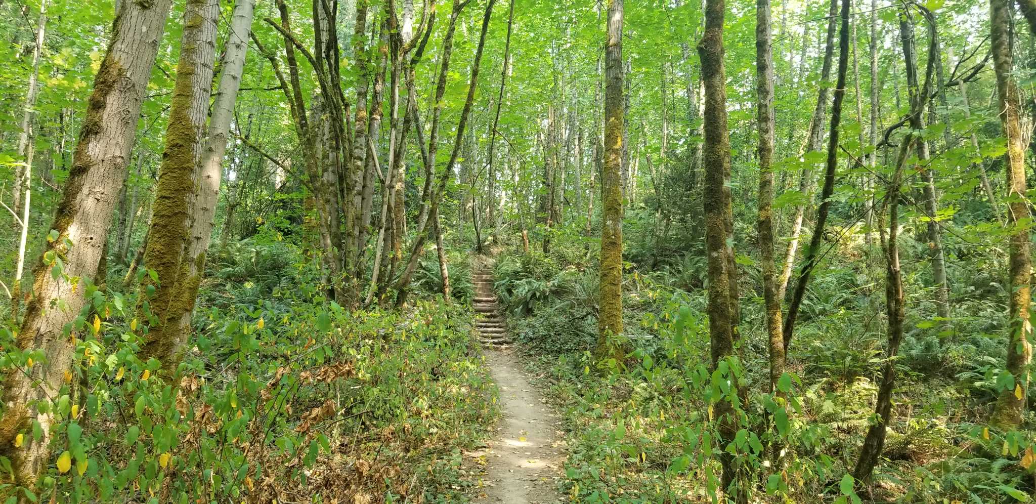 Shelton View Forest — Washington Trails Association