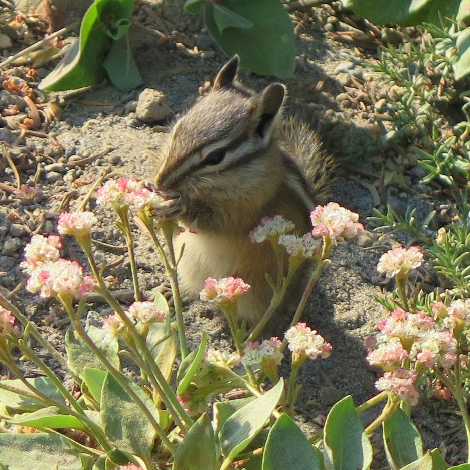 oddly, the chipmunks were not begging for snacks today, seemed content eating seeds, flowers, etc