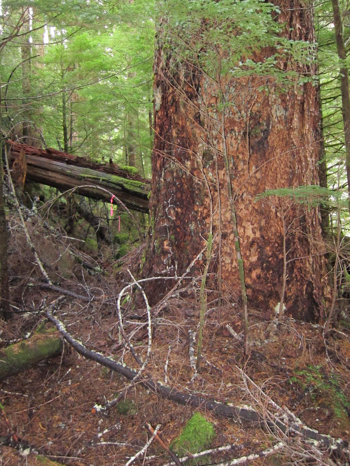 Troublesome Creek — Washington Trails Association