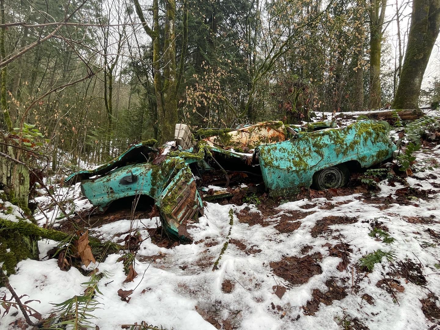 Shelton View Forest — Washington Trails Association