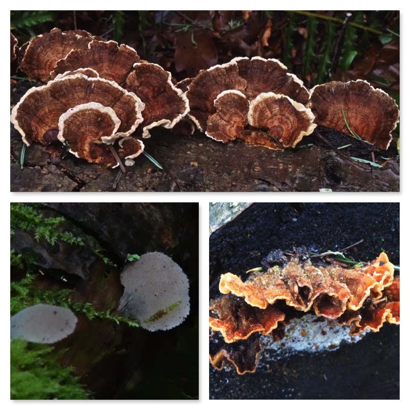 Fungi seen along the trail