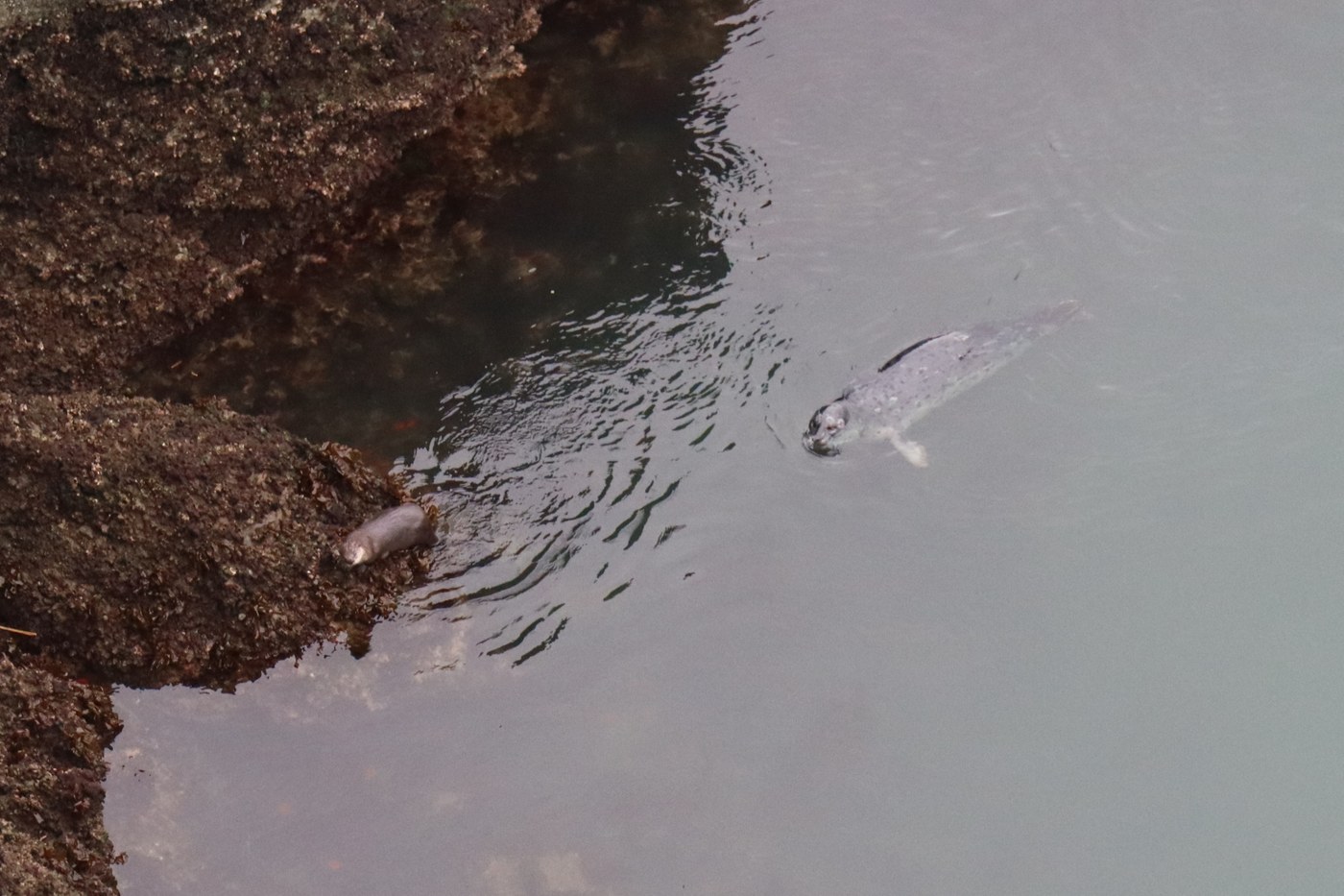 A harbour seal pursuing an otter, perhaps both after the same fish?