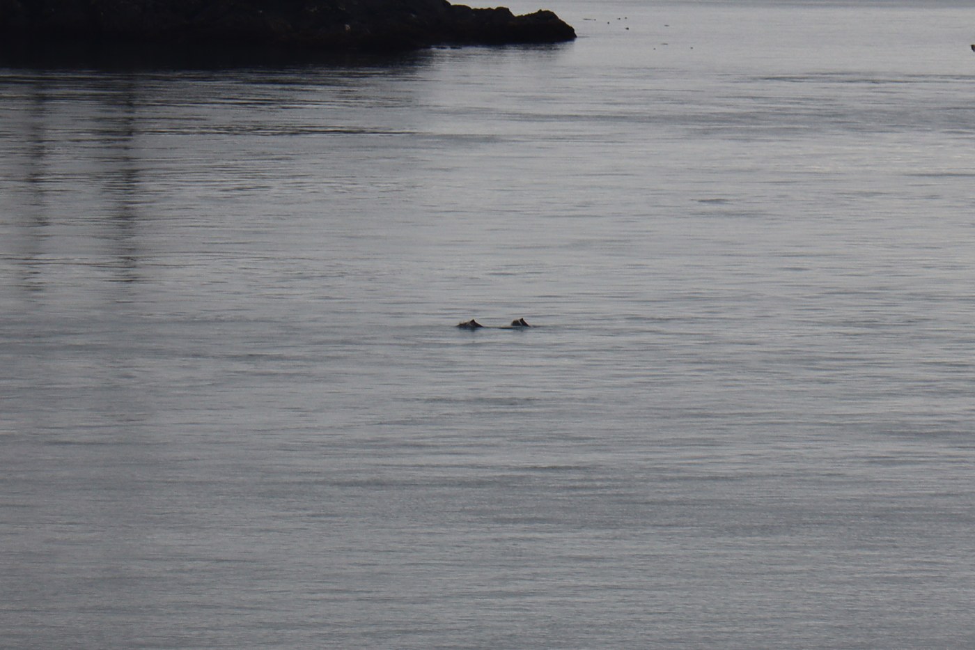 A pod of porpoises, as seen from Rosario Head, out near the right side of Deception Island.
