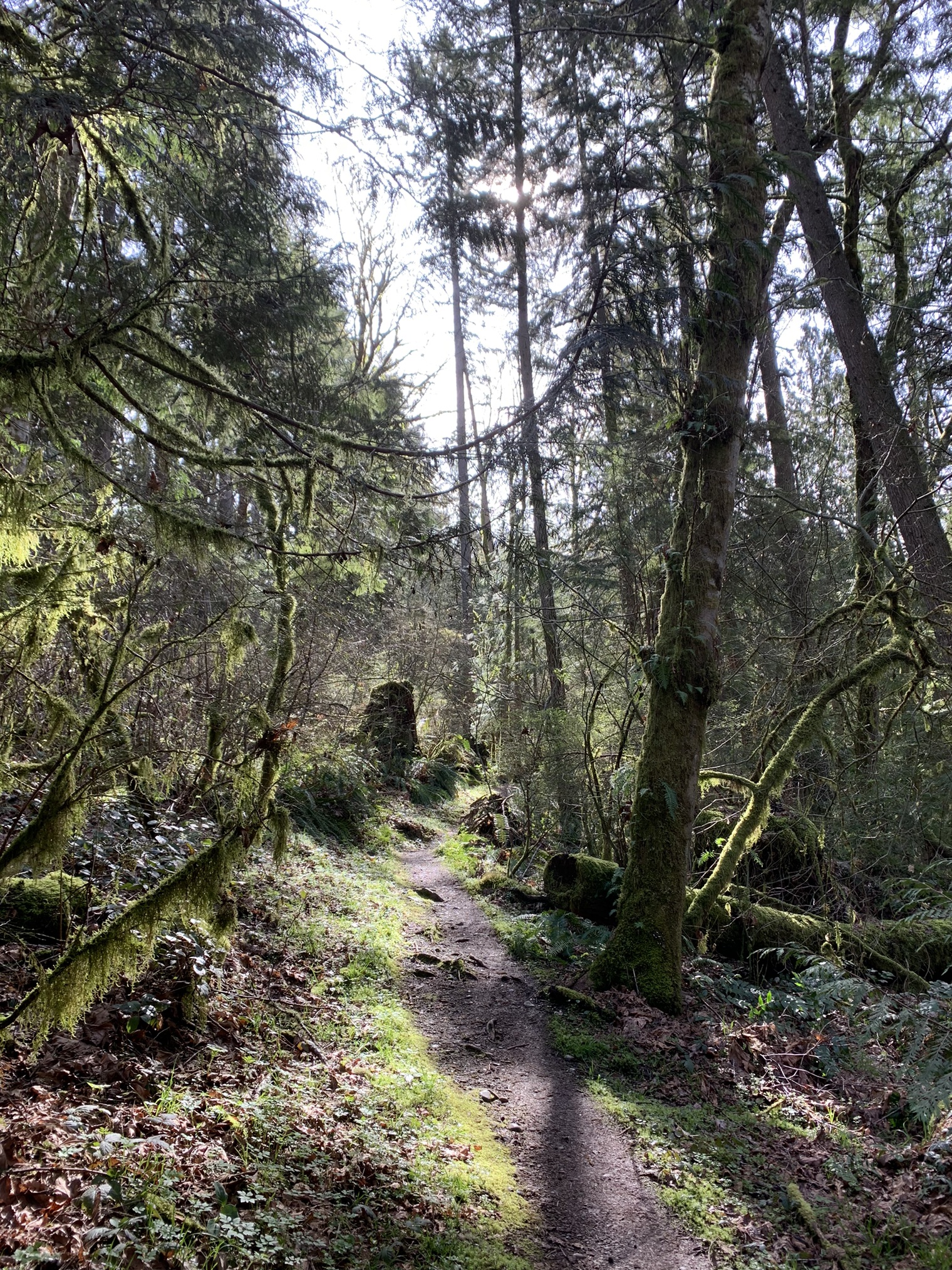 Licorice Fern Trail — Washington Trails Association