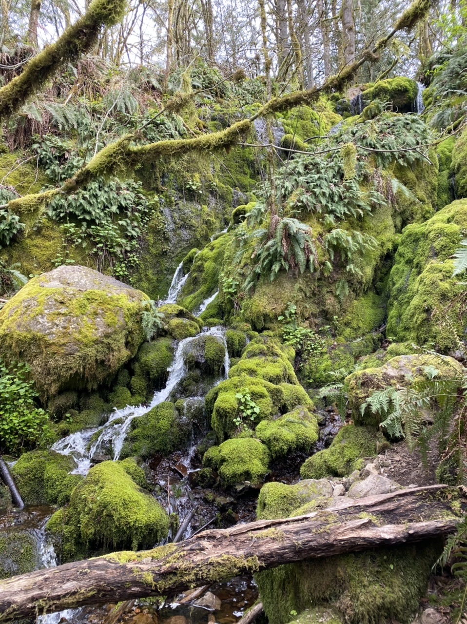 Licorice Fern Trail, Far Country — Washington Trails Association