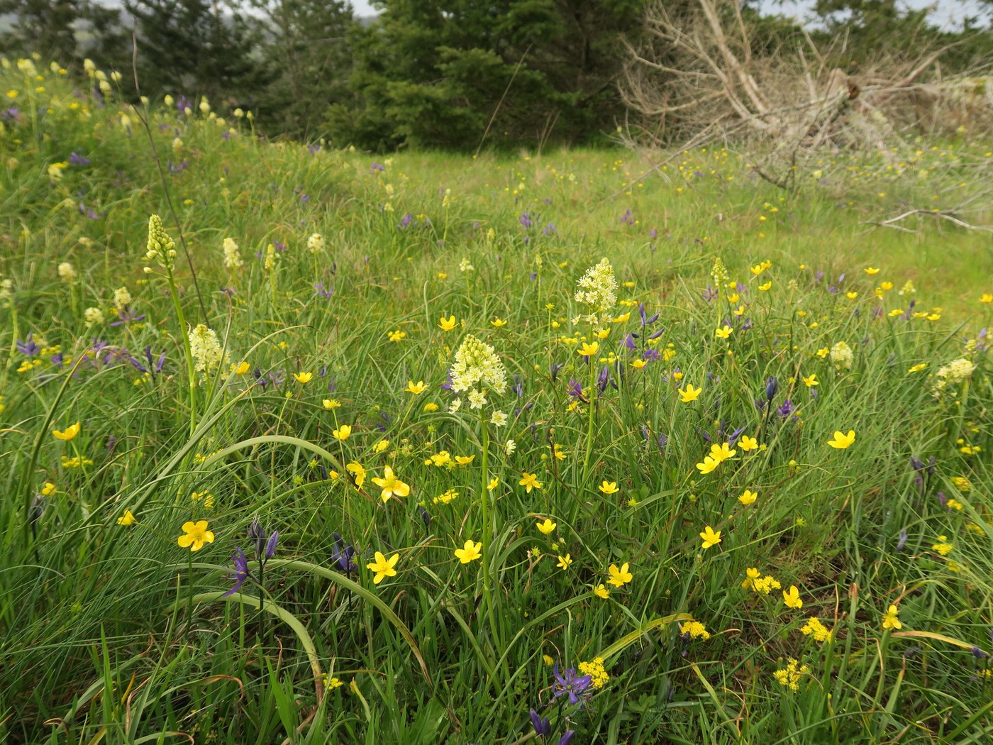 meadow at the top of Goose (don't walk on the flowers please)