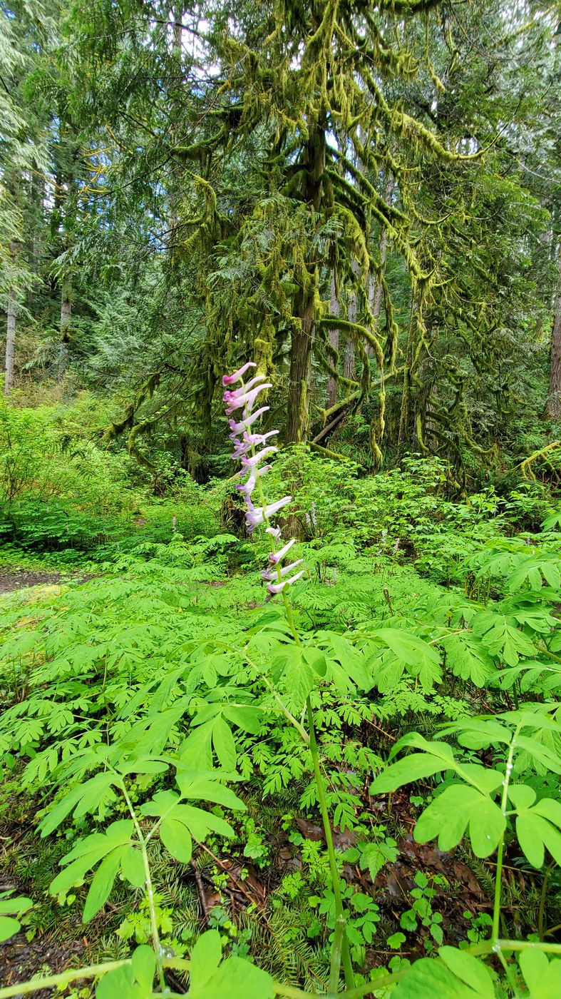 Corydalis