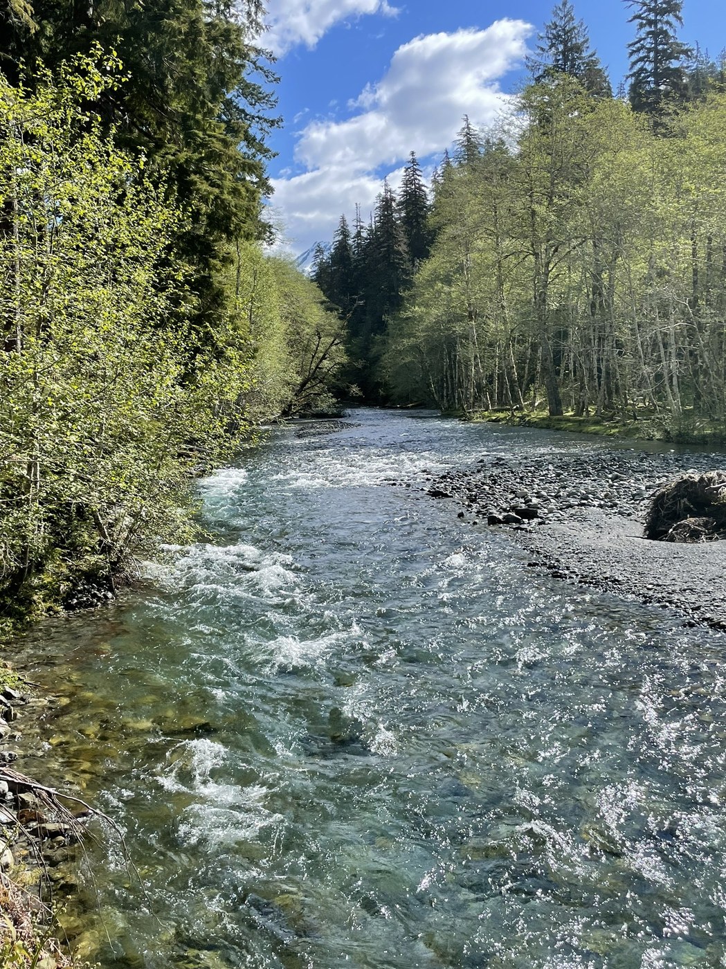 Enchanted Valley via East Fork Quinault River by cbarth