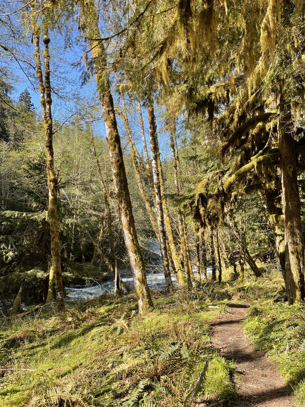 Enchanted Valley via East Fork Quinault River by cbarth