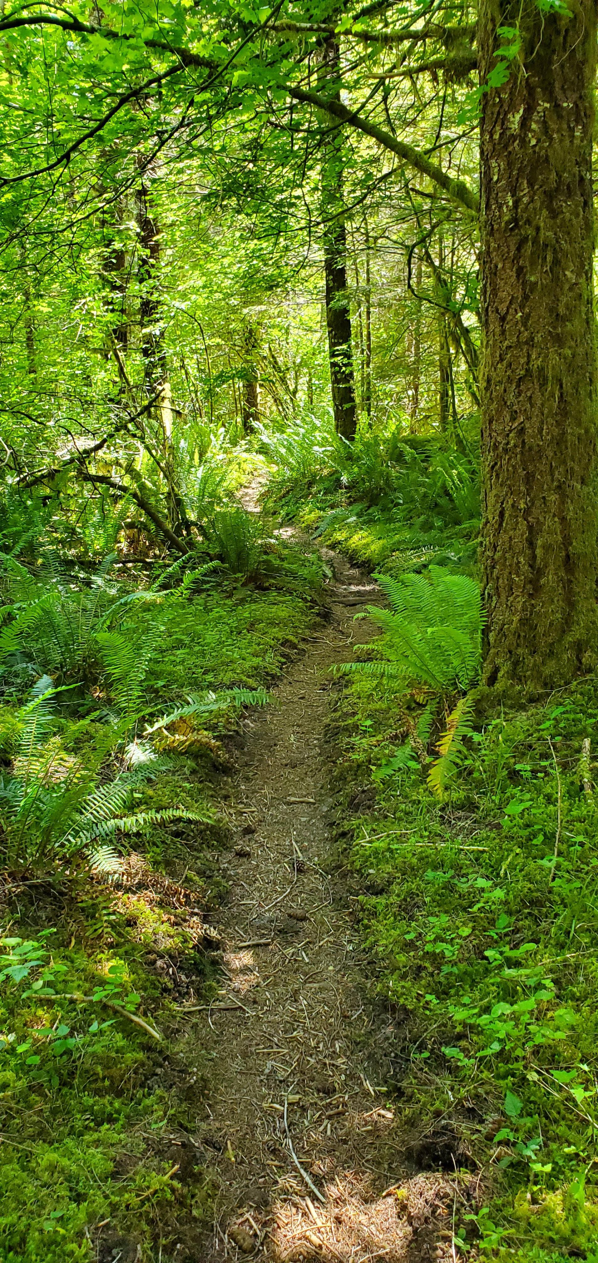 Merrill Lake Conservation Area Kalama River Falls — Washington Trails