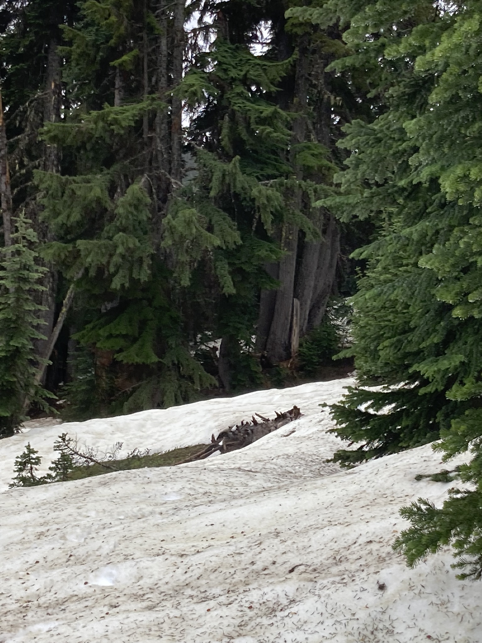 Pacific Crest Trail (PCT) Section J Snoqualmie Pass to Stevens Pass