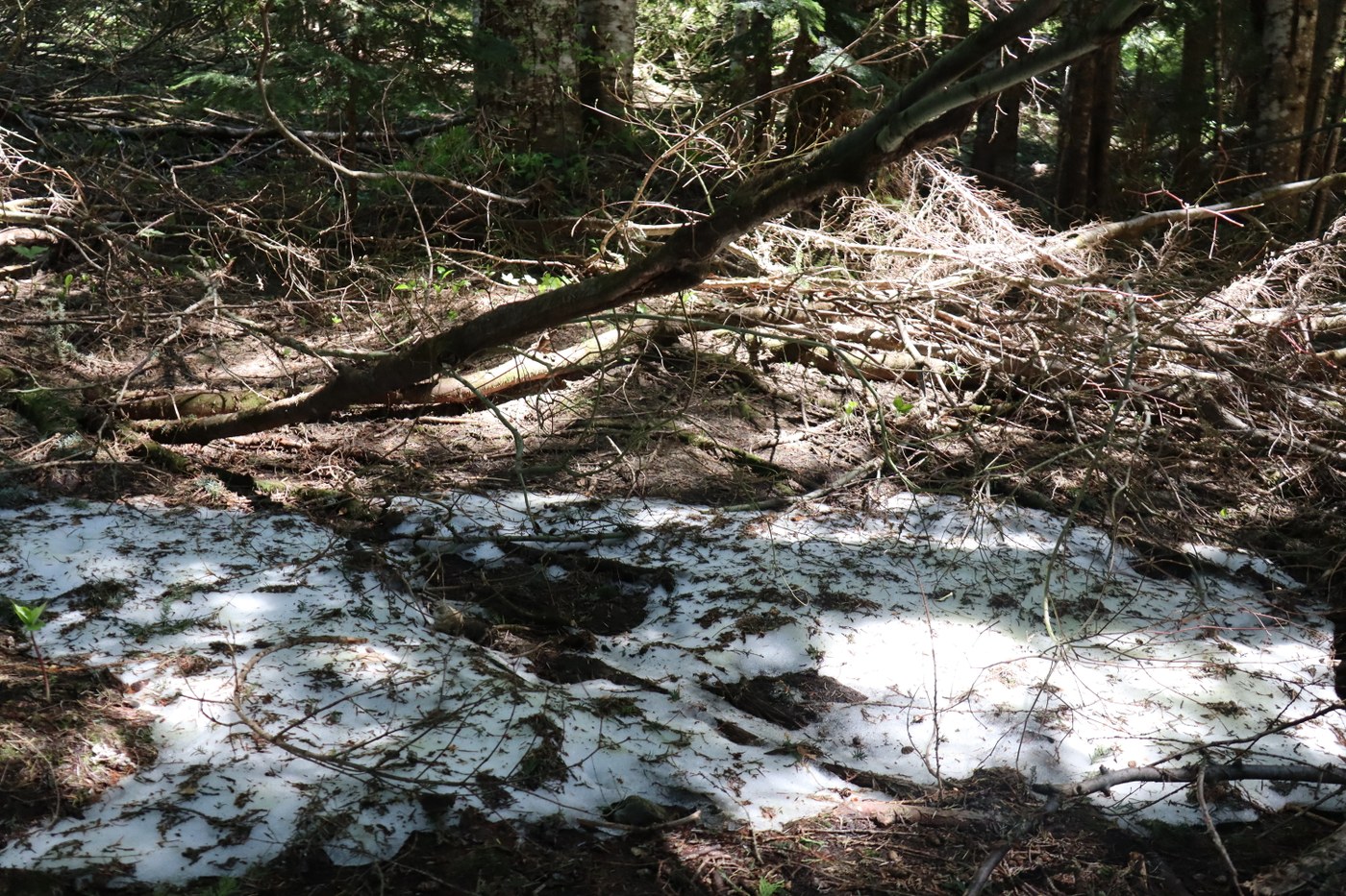 One of the final patches of snow at Gold Creek Pond.