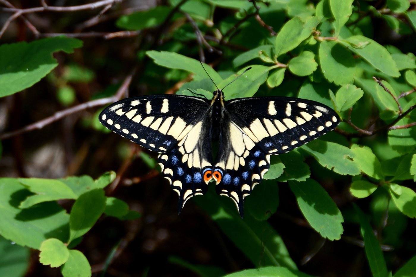 anise swallowtail (I think...)