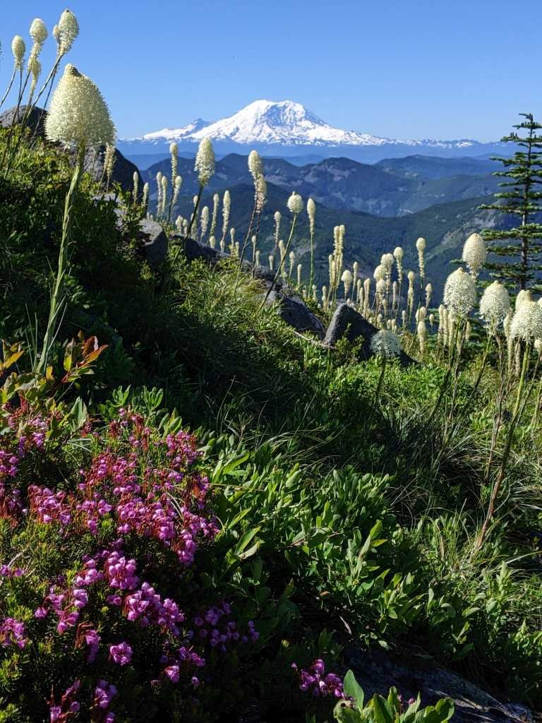 Bear grass and heather from Bandera