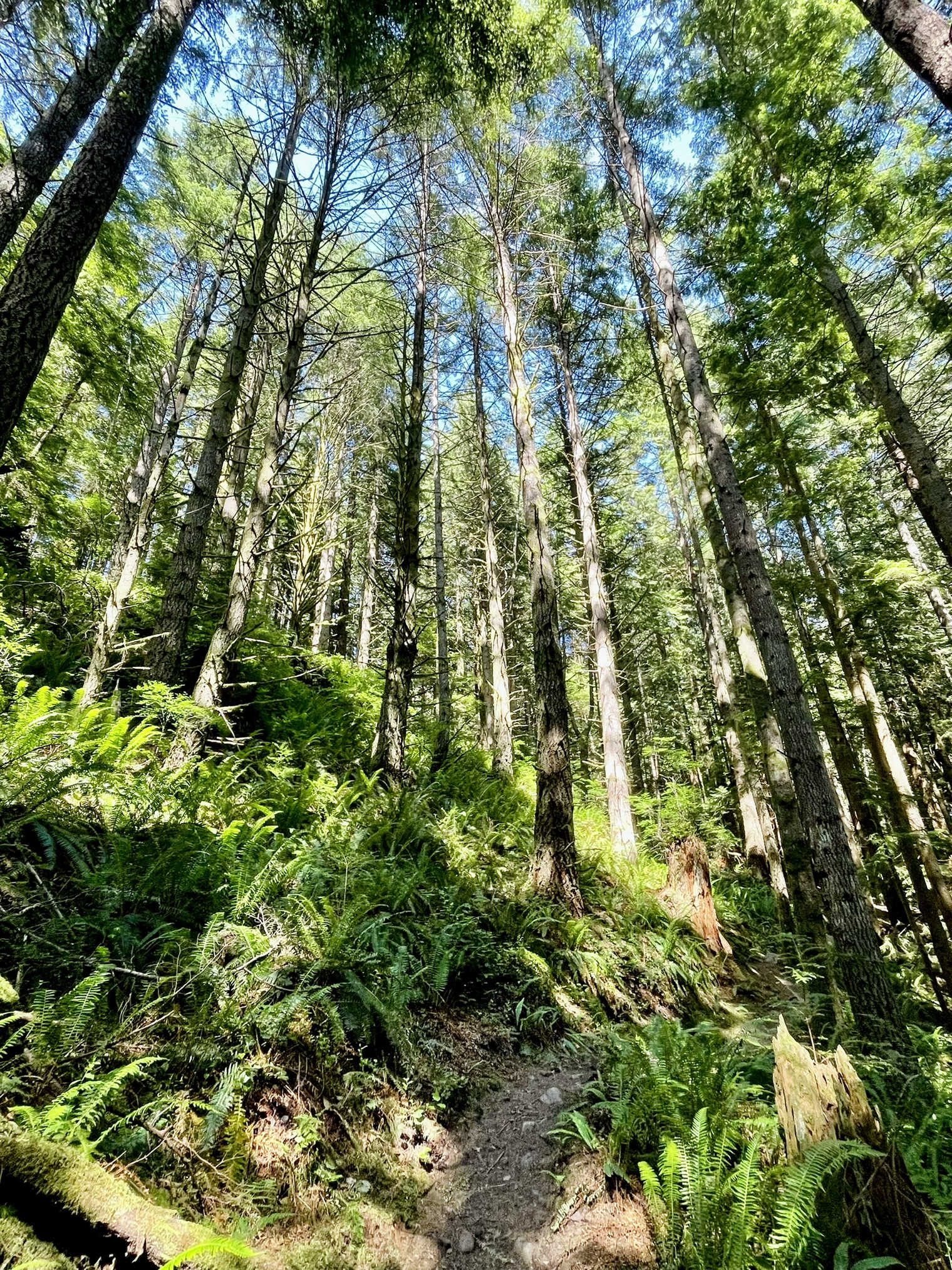 Oyster Dome — Washington Trails Association