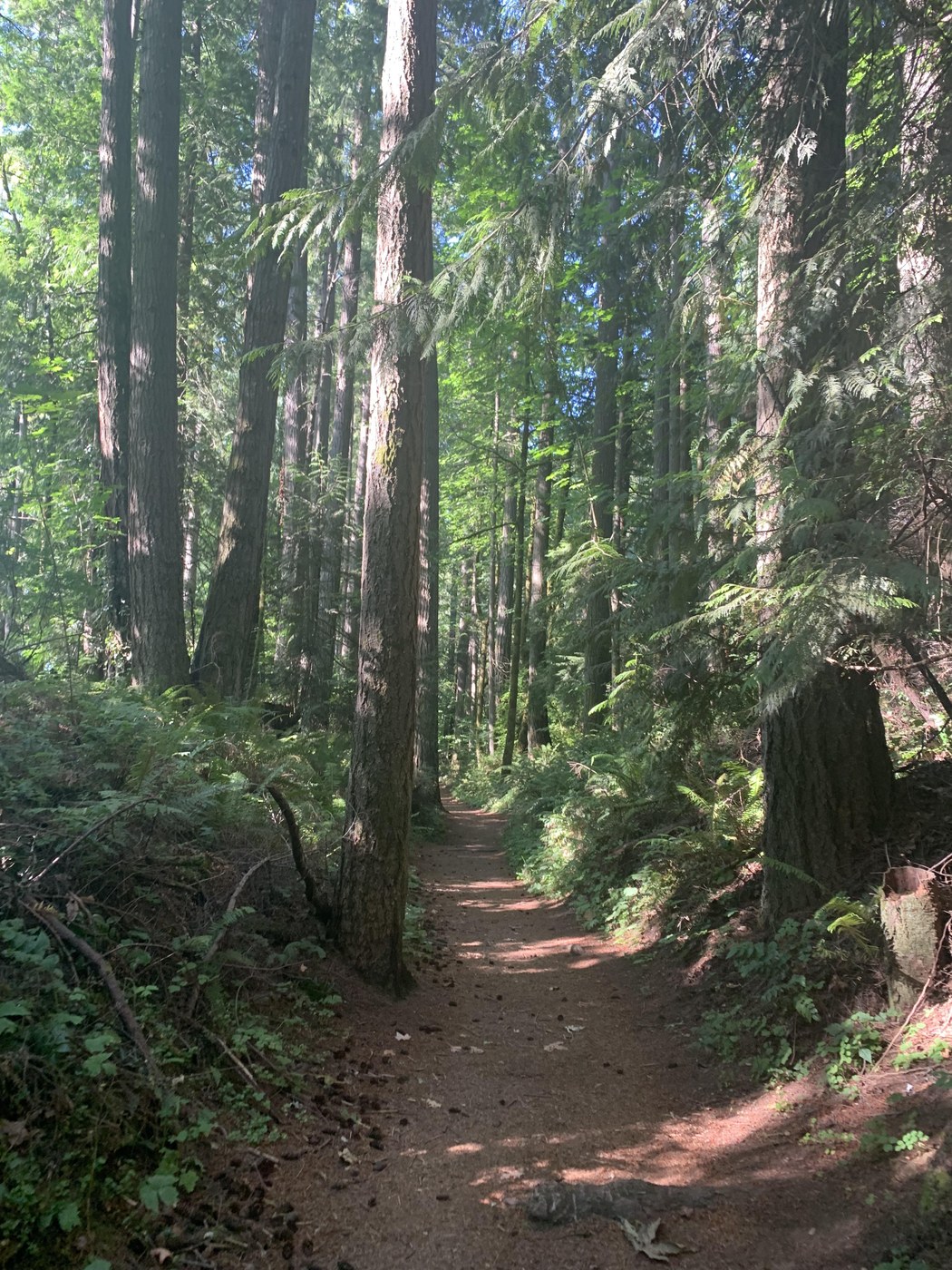 The hot, dusty forest.