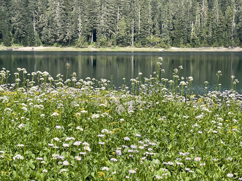 Wildflowers at Lost Lake
