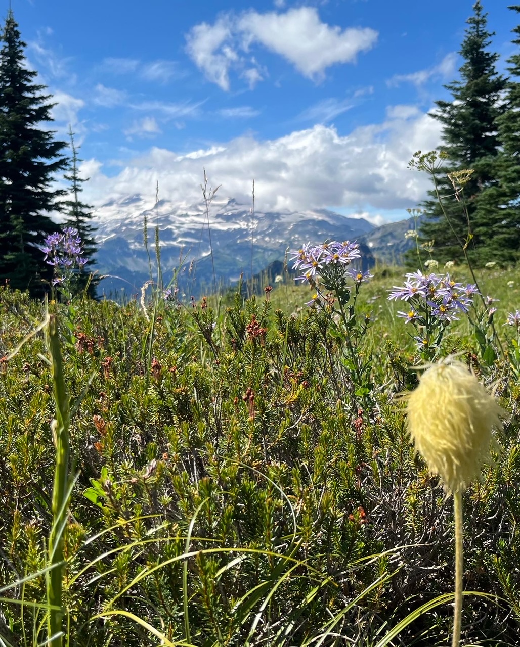 Shriner Peak — Washington Trails Association