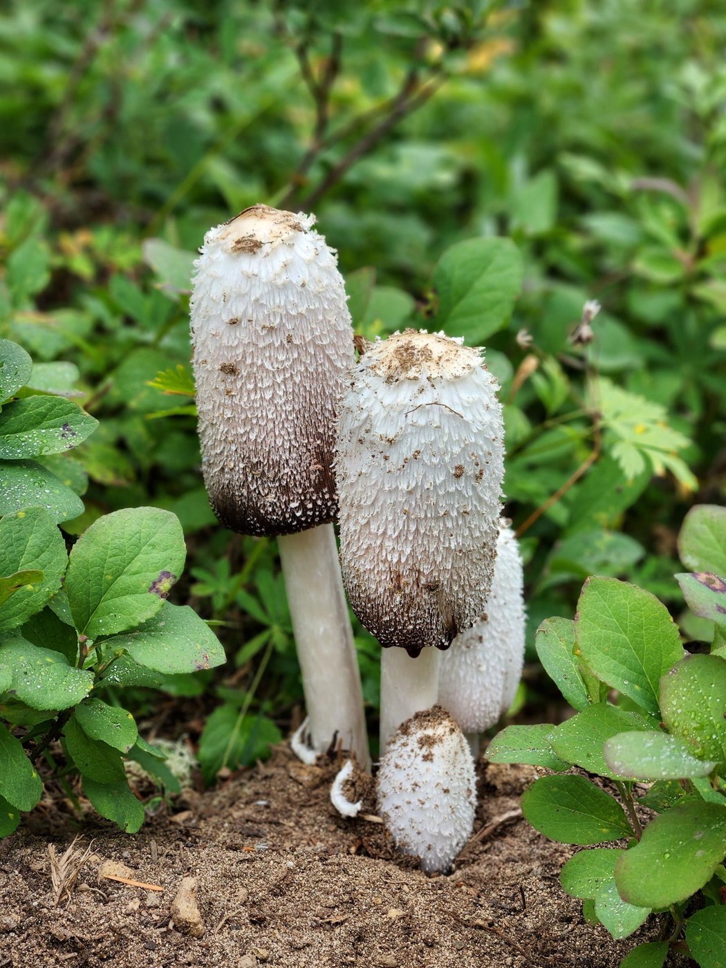 Mushroom Portrait