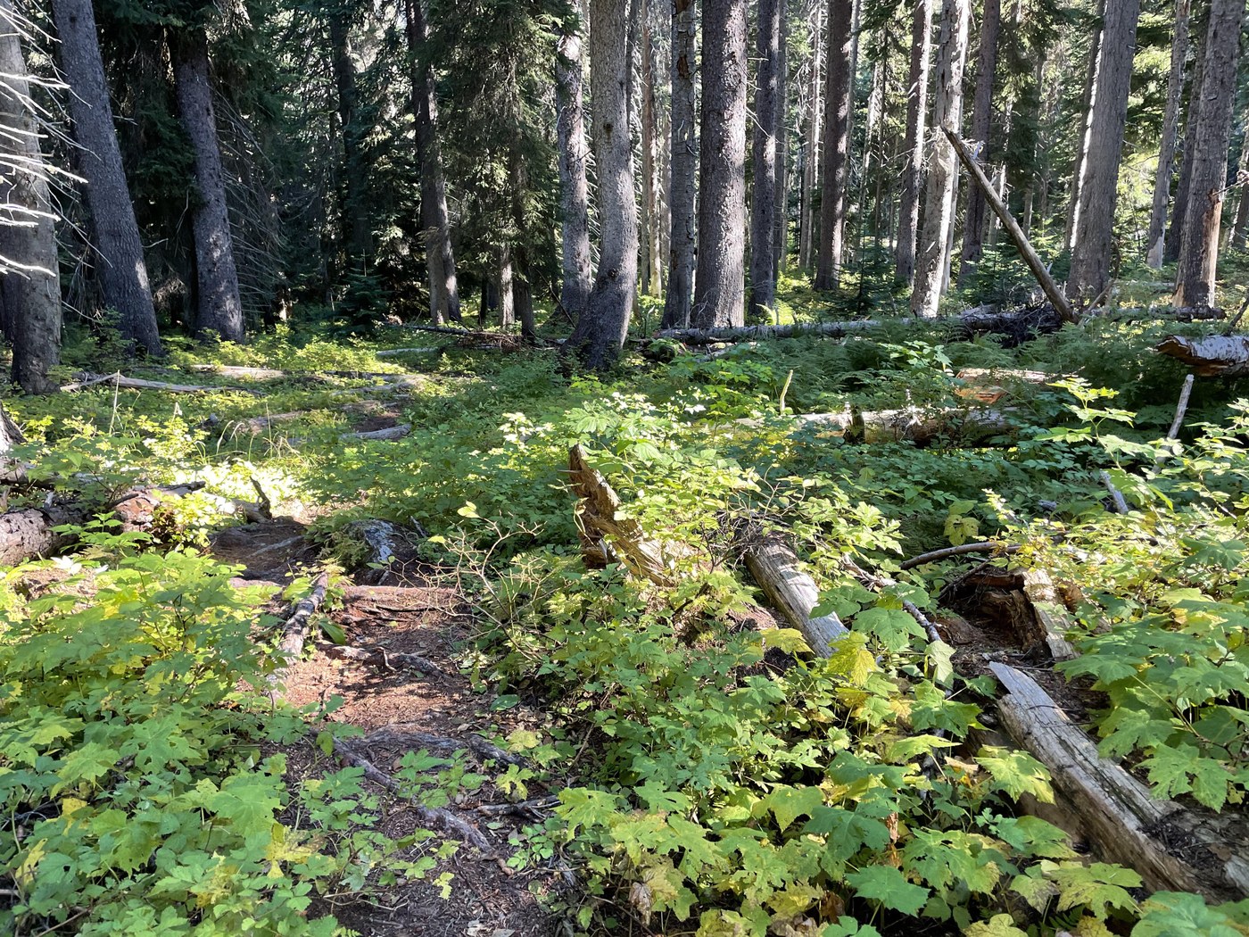 Well traveled section before Silver Star approach trail