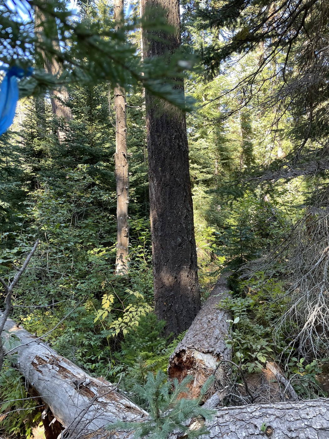 Typical section with blue surveyor tape to guide