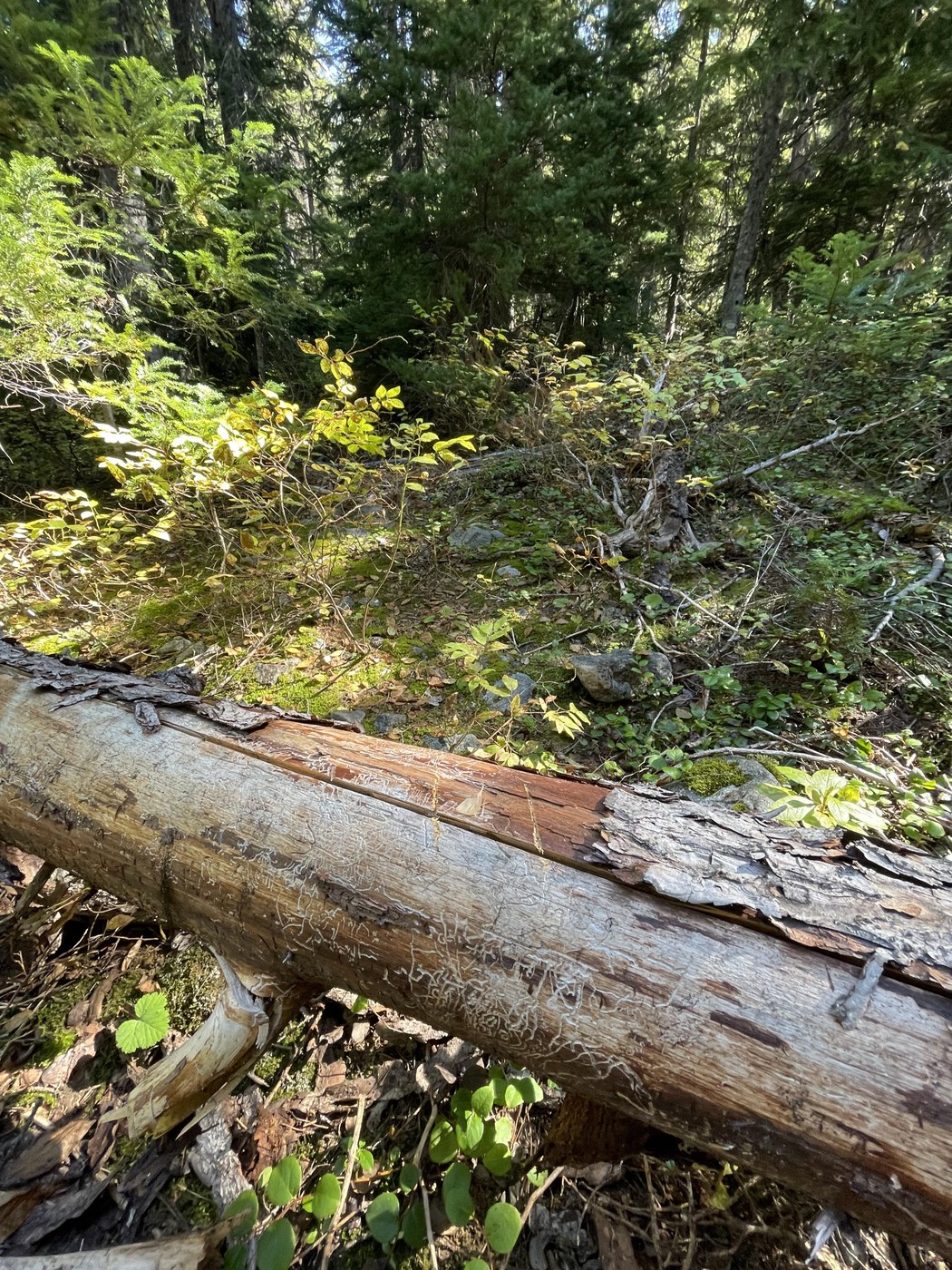 Helpful blaze on fallen log