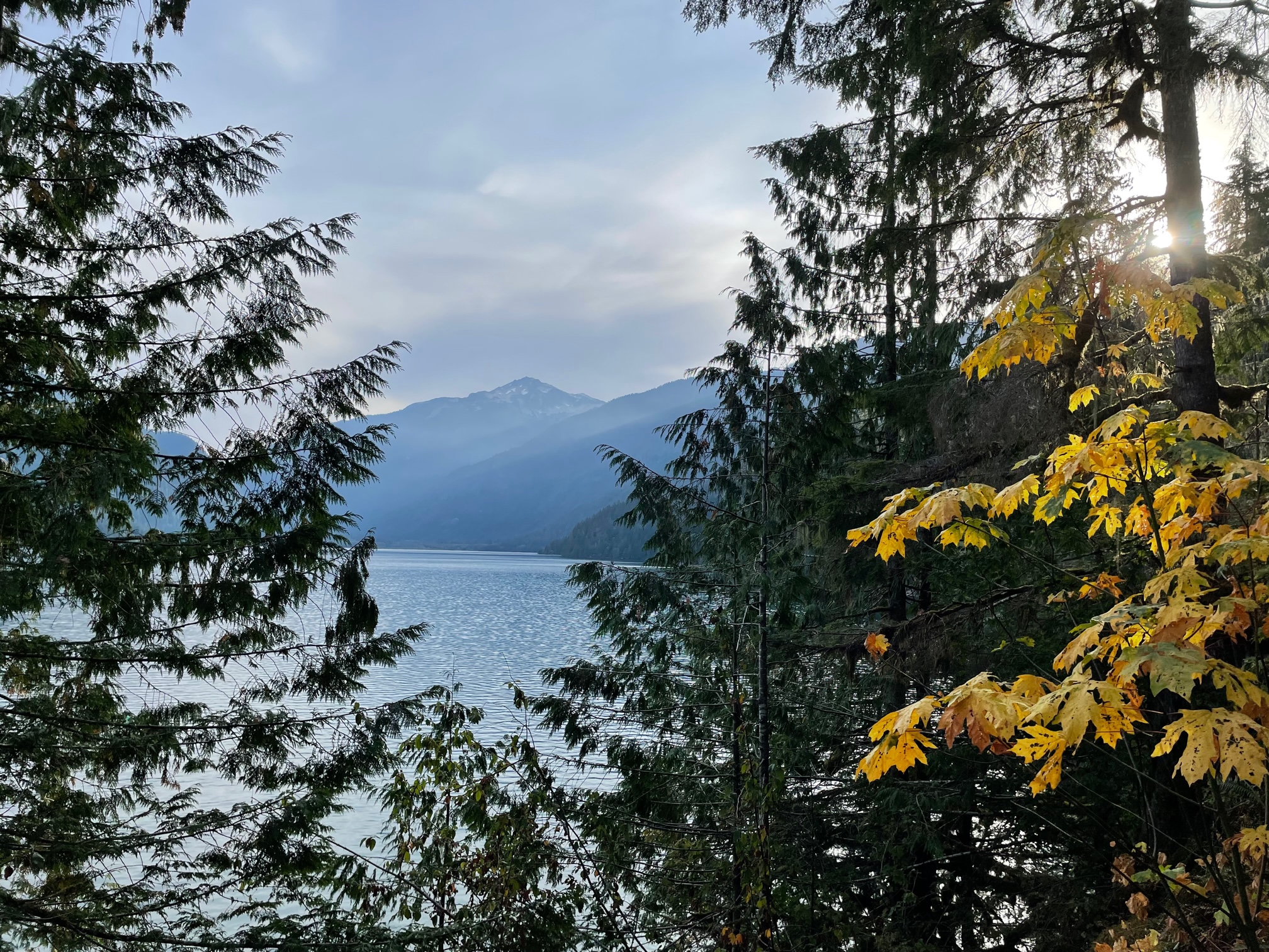 East Bank Baker Lake, Baker Lake Maple Grove — Washington Trails Association