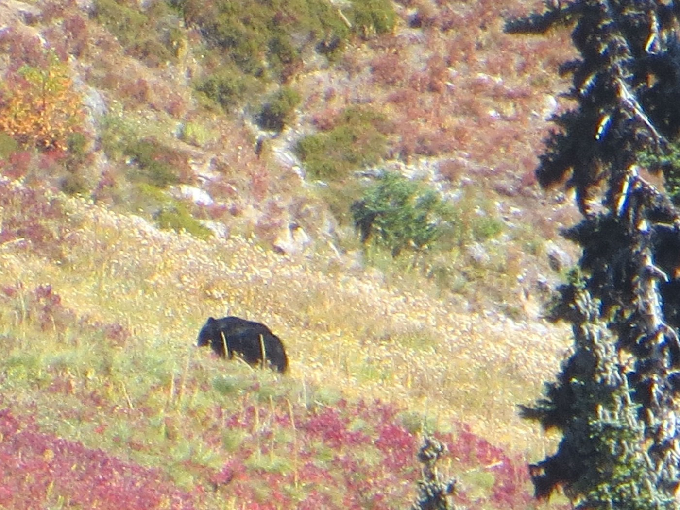 Bear