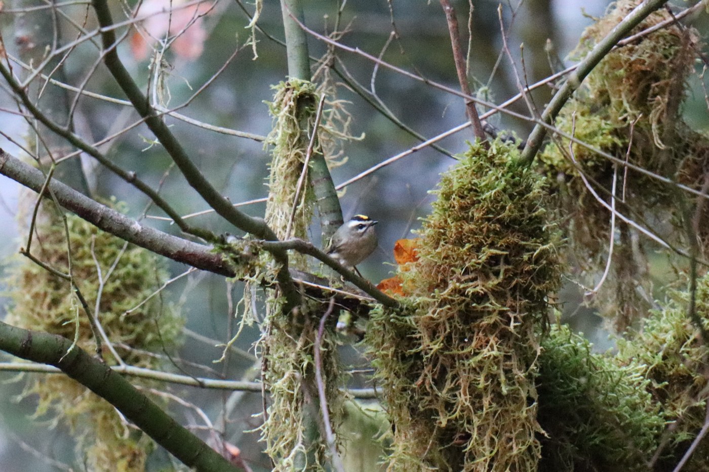 A Gold Crested Kinglet.