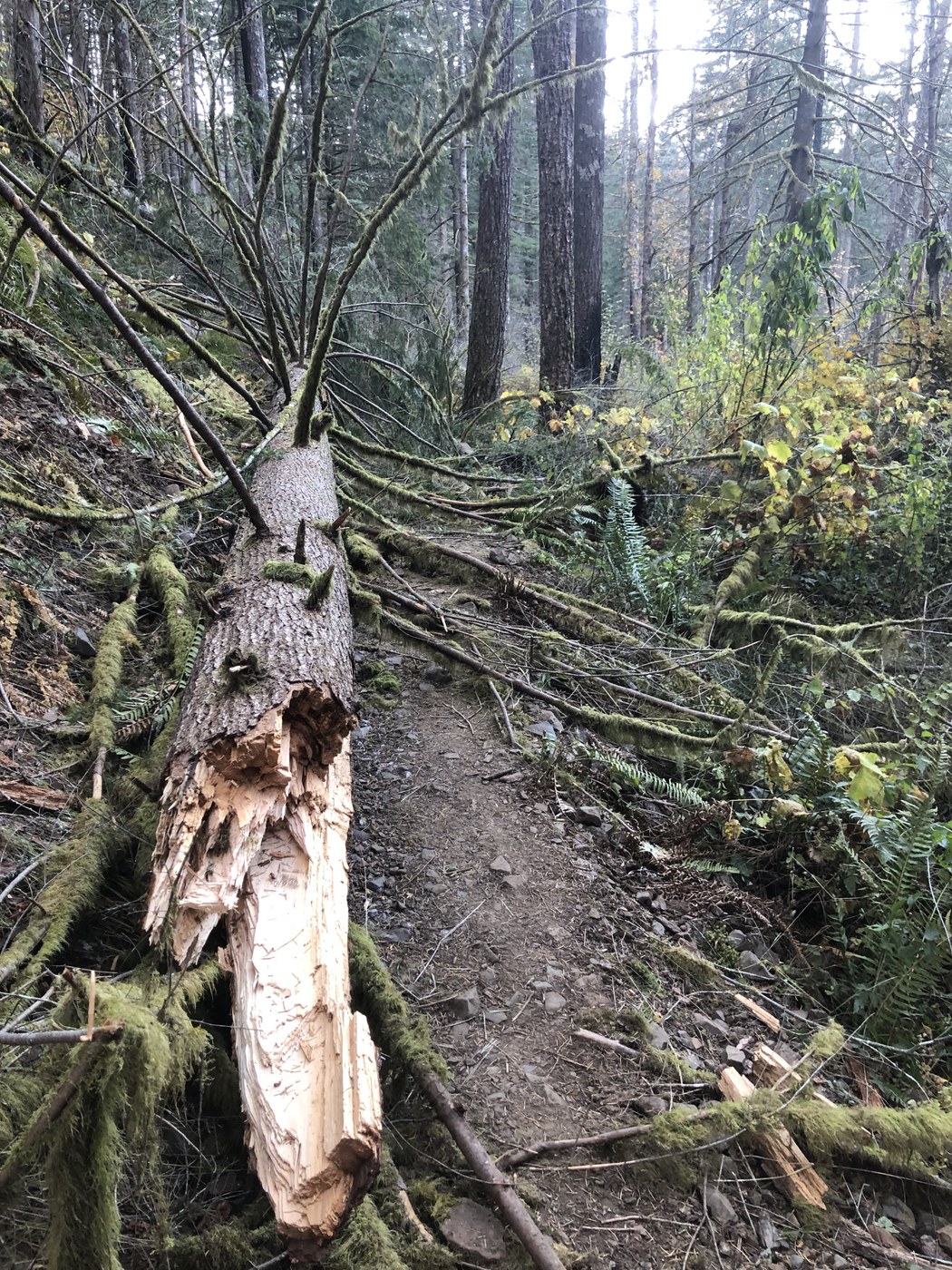 Example of tree blown down across the trail